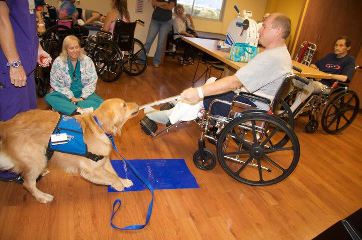 ecad facility dog wheelchair