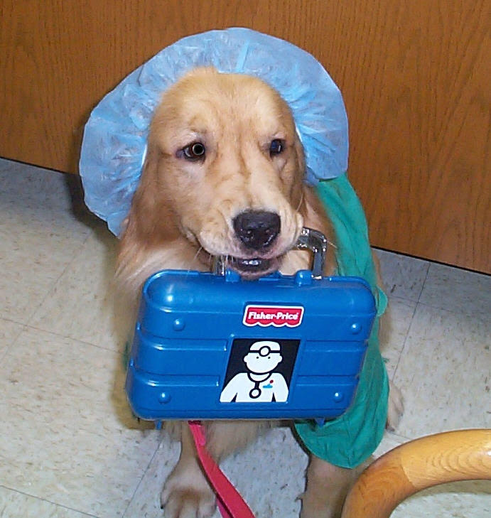 healthcare facility dog